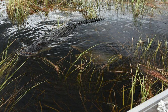 Florida Everglades Night Airboat Tour near Fort Lauderdale - The Sum Up