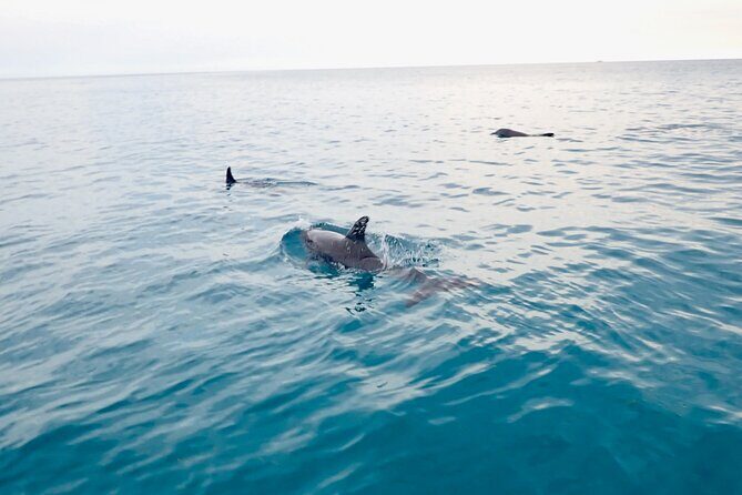 Florida Keys Backcountry Eco Tour from Big Pine Key - What You Can Expect on the Itinerary