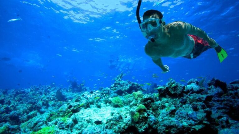 Florida Keys: Full-Day Kayak + Snorkel Coral Reef Adventure - The Value of this Tour