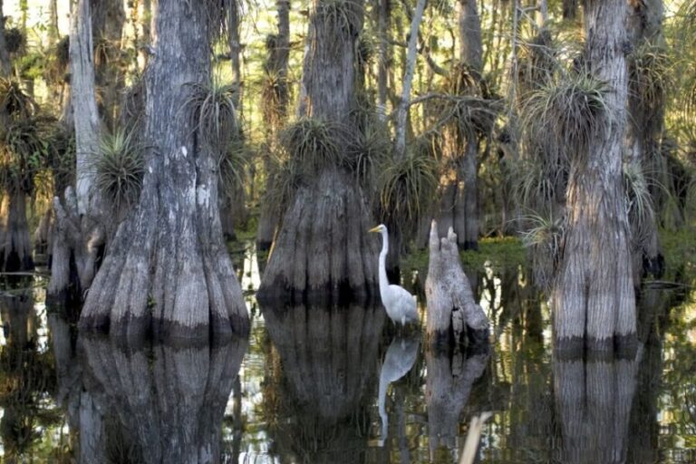 Florida Keys: Key West Kayak Eco Tour with Nature Guide - The Value of the Experience