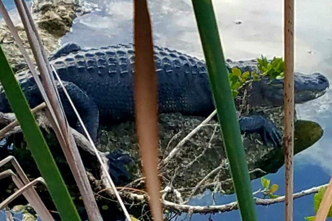 Florida Keys Nature & History Tour from Key West - What You Need to Know Before Booking