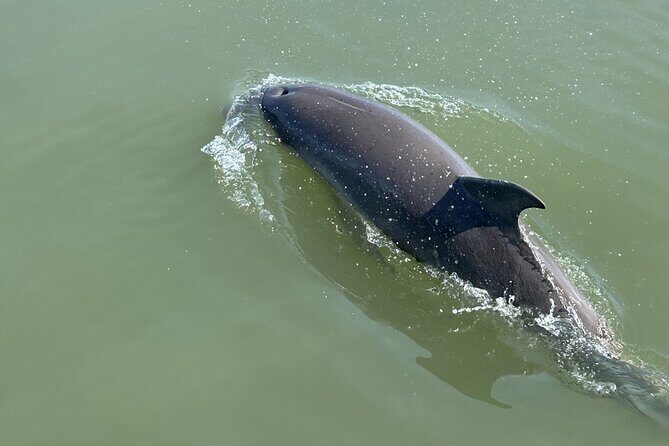 Folly Beach Dolphin Watching Trip with A Stop on Morris Island - Why This Tour Offers Great Value