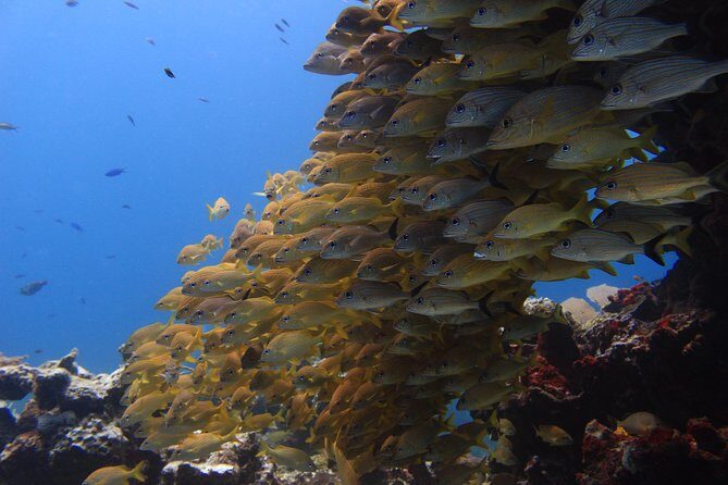 For certified Divers Experience the Under Water Museum and the Manchones Reef - Practical Tips for Future Divers