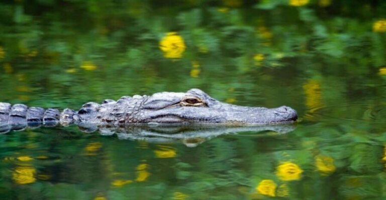 Fort Lauderdale: Everglades Express Tour with Airboat Ride - What Travelers Say