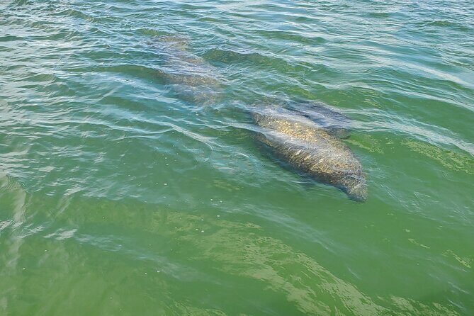 Fort Myers Beach Dolphin & Sightseeing Tour Refreshments Included - FAQ