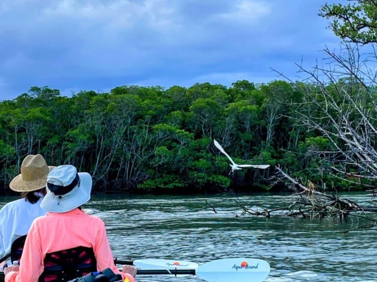 Fort Pierce: 4-hr Mangroves & Dolphin Watch Sandbar in FL - What to Expect During the Tour