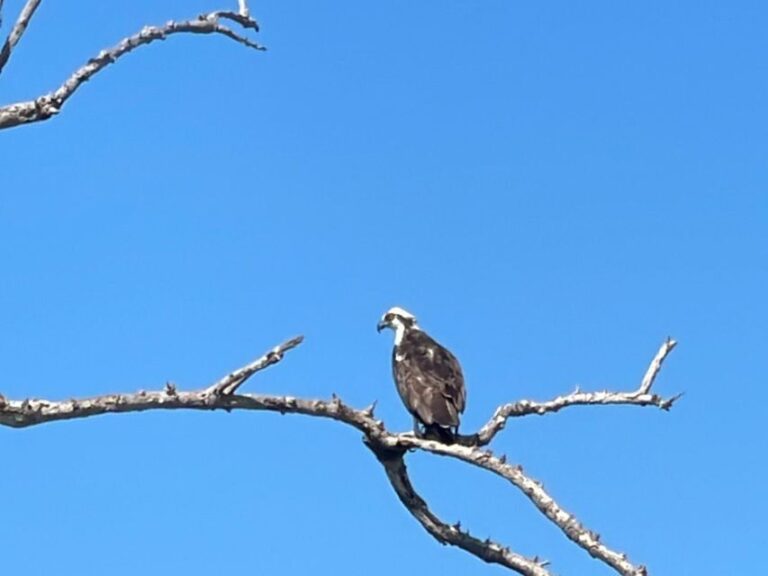 Fort Pierce: Prehistoric Preserve Kayak Tour - The Itinerary in Detail