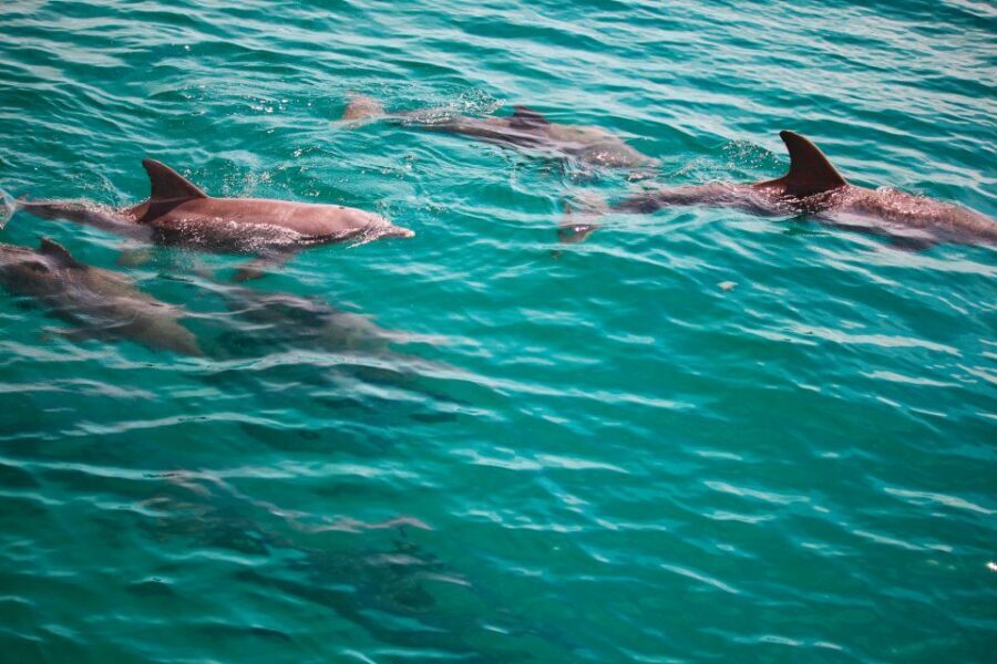 Fort Walton Beach: Morning Dolphin Cruise with Snorkel Stop