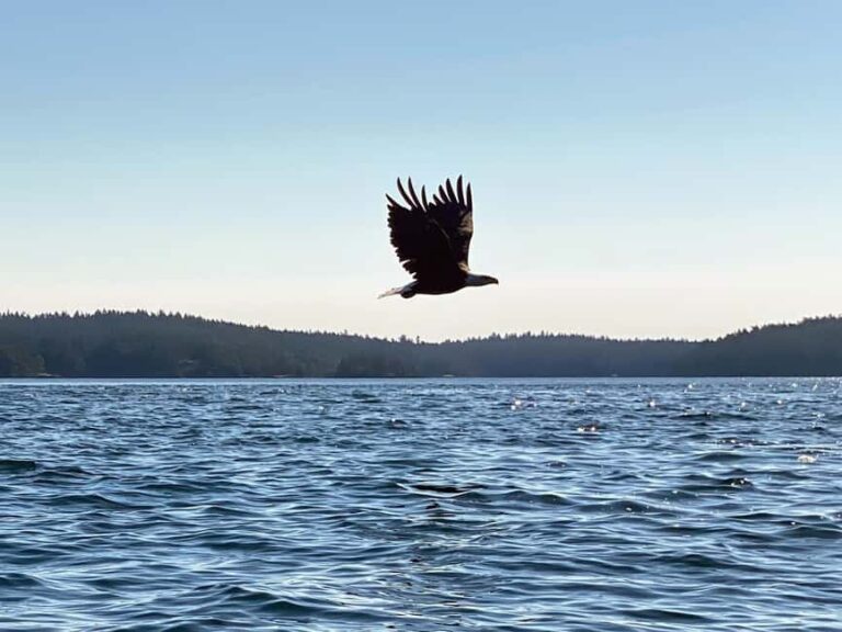 Friday Harbor: Half-Day Family Kayaking and Hiking Tour - The Itinerary in Detail