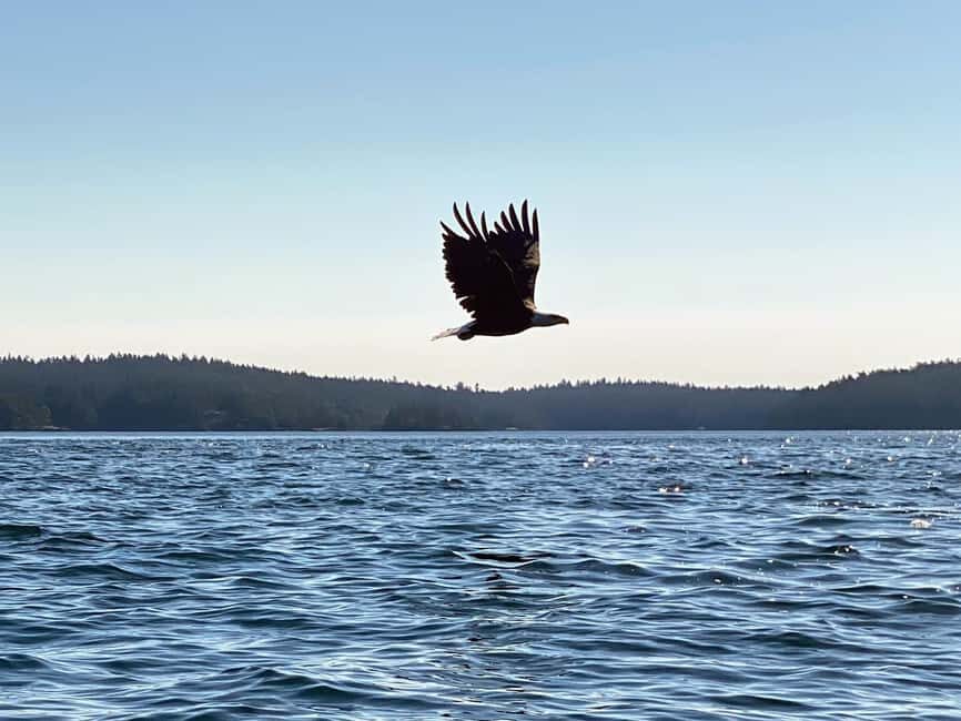 Friday Harbor: Half-Day Family Kayaking and Hiking Tour