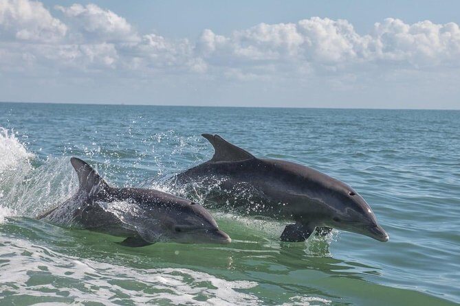 Frisky Mermaid Pontoon Boat Rentals in Pensacola Beach - Pricing & Value