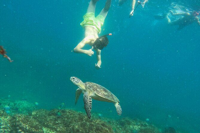 From Abu Dhabi: Snorkeling with turtles in Fujairah with BBQ - Practical Details and Tips
