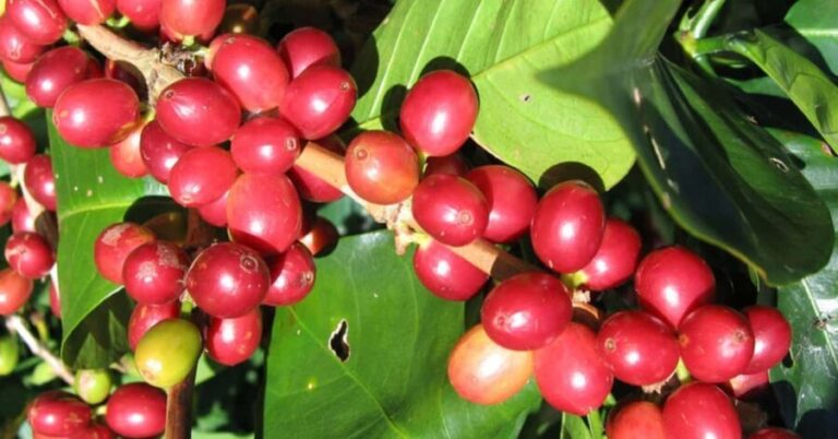 From Addis Ababa: 10-Day Coffee Tour with Camping - What Makes This Tour Stand Out?