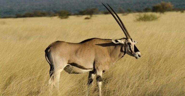 From Addis Ababa: 2-Day Awash National Park Tour with Dinner - Final Thoughts: Who Should Consider This Tour?