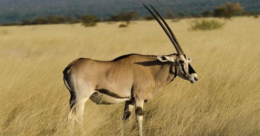 From Addis Ababa: 2-Day Awash National Park Tour with Dinner - Final Thoughts: Who Should Consider This Tour?