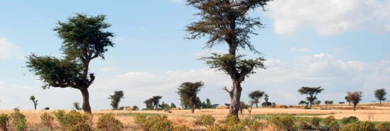 From Addis Ababa: Adadi Mariam, Tiya, and Melka Kunture Day - Practical Details & Value