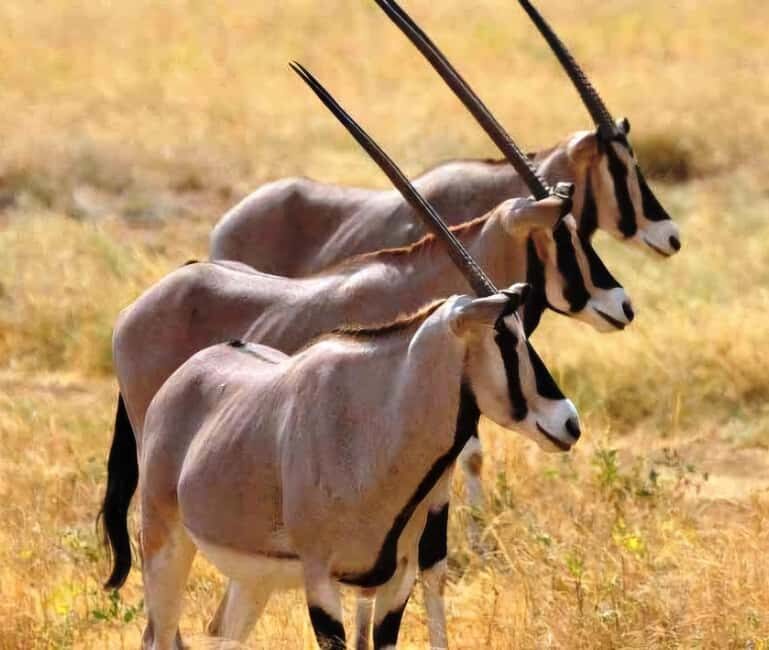 From Addis Ababa: Day Trip To Awash National Park - Wildlife Encounters: Expect the Unexpected