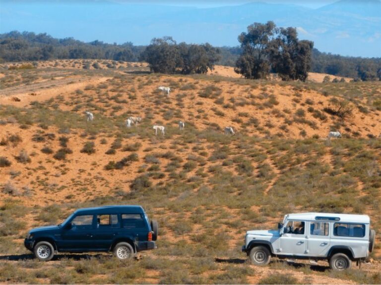 From Agadir: Sous Massa National Park Desert Safari w/Lunch - Exploring the Itinerary: A Closer Look at the Day