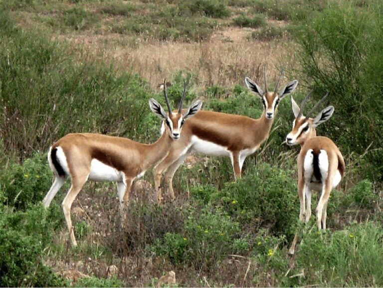From Agadir: Souss-Massa National Park Tour with Lunch - Practical Details & Value