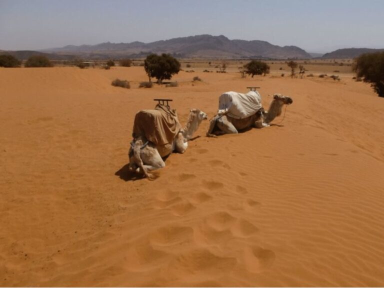 From Agadir/Taghazout: Massa Desert and Visit with Lunch - Transportation and Group Size
