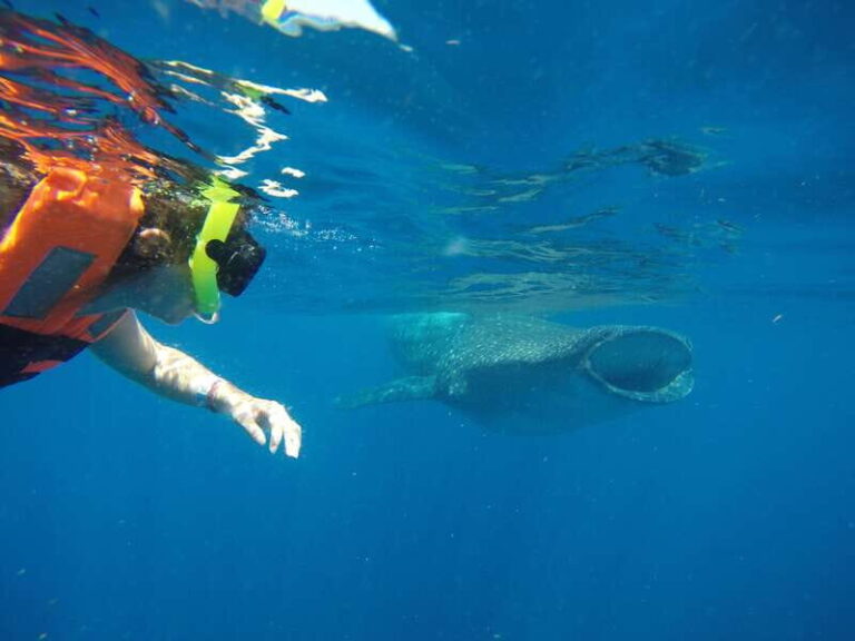 From Akumal: Whale Shark Tour - How the Day Unfolds: A Detailed Breakdown