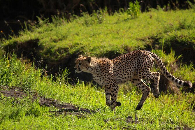 From Arusha : 3 Days Private Safari Tarangire N.P and Serengeti - The Sum Up