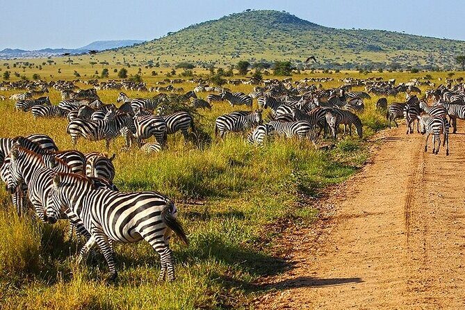 From Arusha: 5 Days Classic Safari Cats, Calves & Crater - Why This Tour Offers Real Value