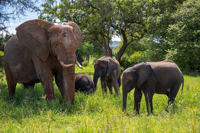 From Arusha : Days Safari Northern Circuit to Maasai Boma - A Detailed Breakdown of the 4-Day Itinerary