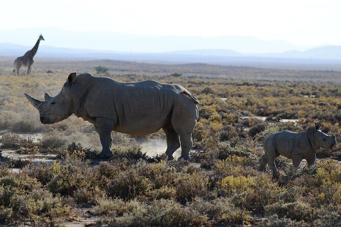 From Arusha: Tarangire and Ngorongoro Crater 3-Day Private Safari - Who Would Benefit Most?