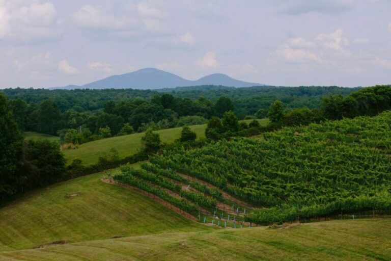 From Atlanta: Half-Day Wine Country Tour - Transportation and Group Dynamics