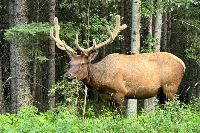 From Banff: Shuttle Service to Moraine Lake & Lake Louise - Authentic Experiences and Practical Tips