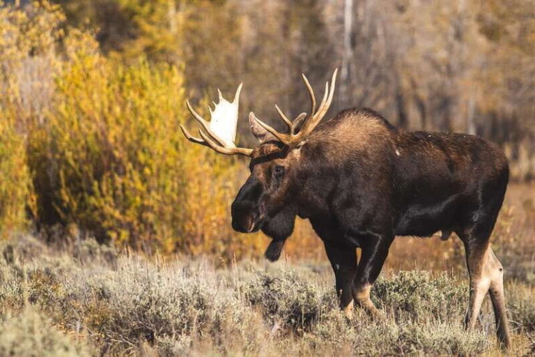 From Banff: Sunset Lake Louise, Moraine Lake & Wildlife Tour - The Transport and Group Size: Why It Matters