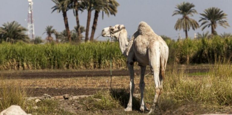 From Cairo: Fayoum Oasis and Wadi Al Rayan Guided Tour - Who Is This Tour Best For?