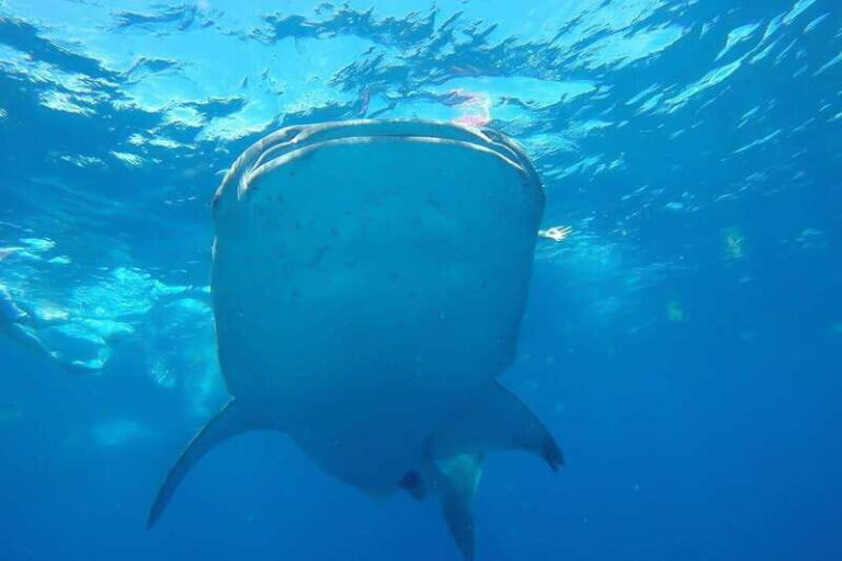 From Cancún: Half-Day Snorkeling with Whale Sharks - The Itinerary Breakdown