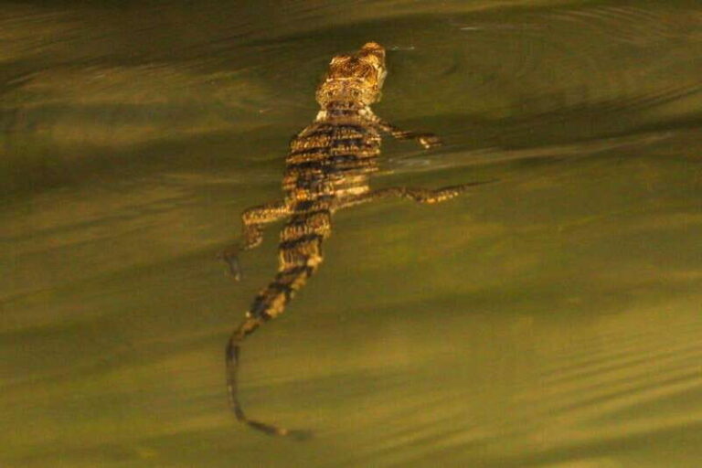 From Cancun: Kantemó Snake Cavern Adventure - The Itinerary in Detail