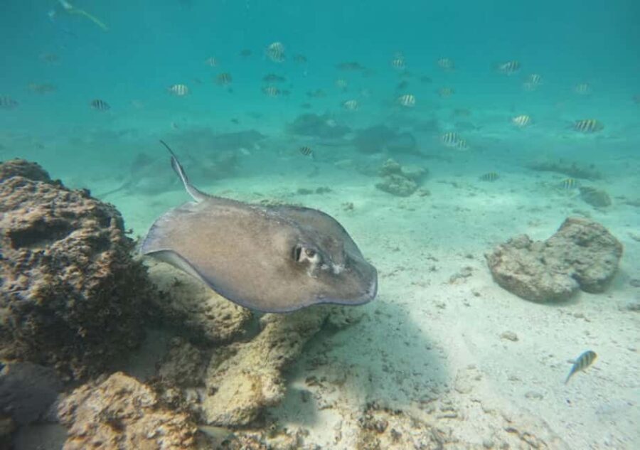 From Cancun: Ocean Reef Snorkeling - What to Expect: From Bookings to Underwater Marvels