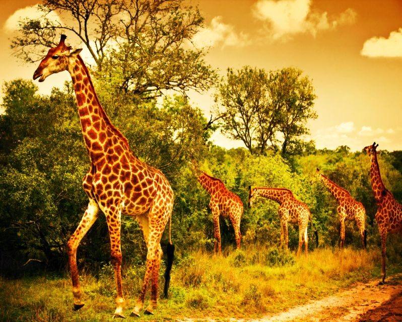 From Cape Town: 3 Days Kruger Safari & Panorama Route Tour - The Value of This Tour
