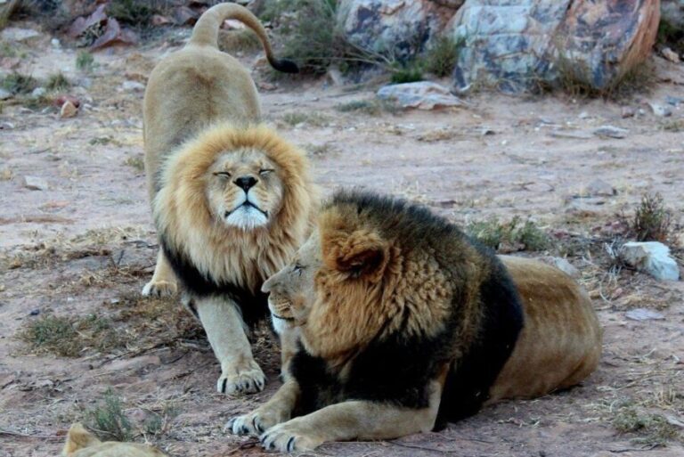 From Cape Town: Aquila Game Reserve Safari Tour with Lunch - Who Should Consider This Tour?