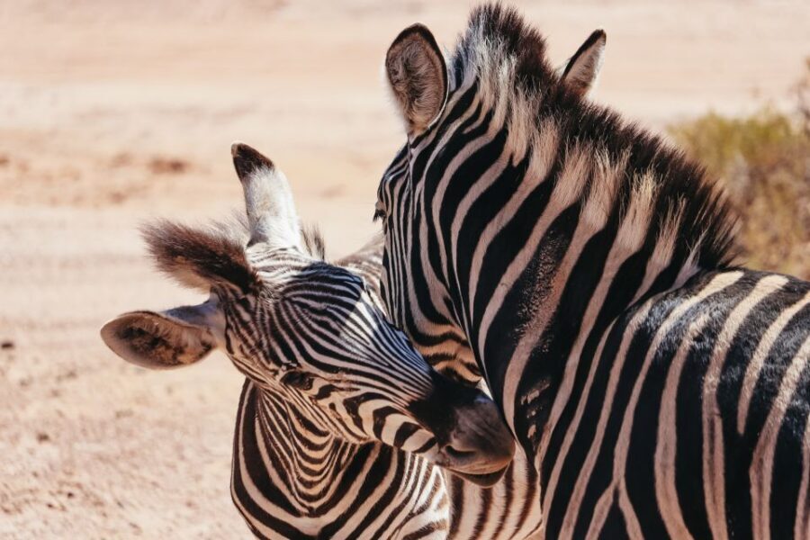 From Cape Town: Big Five Game Reserve with Lunch - The Value and Overall Quality