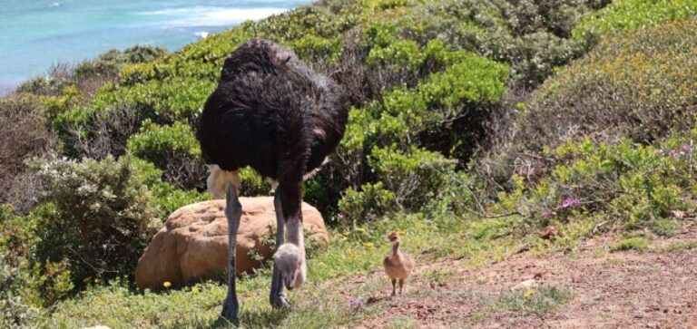 From Cape Town: Cape Point & Boulders Beach Full-Day Tour - What Travelers Love About This Tour