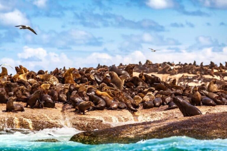 From Cape Town: Cape Point + Penguins Small Group Tour - Who Will Love This Tour?