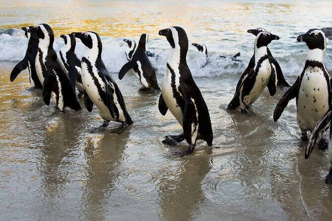 From Cape Town: Table Mountain, Cape of Good Hope & Penguins including Park Fees - Frequently Asked Questions