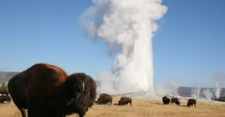 From Cody: Full-Day Yellowstone National Park Tour - What’s Included and What’s Not