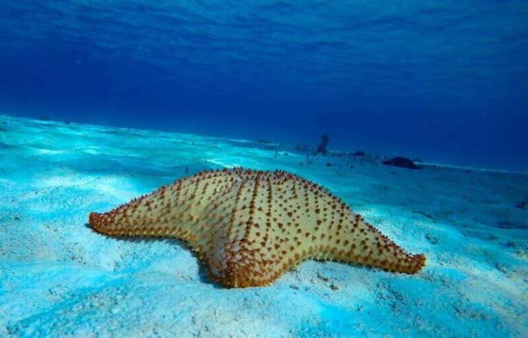 From Cozumel: 3 Reefs Boat Tour with Drinks and Snorkeling - Introduction: What This Tour Offers