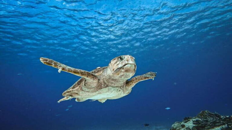 From Cozumel: Double Tank Scuba Diving for Certified Divers - What You Can Expect from This Cozumel Diving Experience