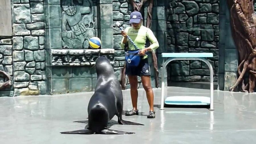 From Cozumel: Official Chankanaab Park Day Pass and Snorkel - What to Expect: The Itinerary
