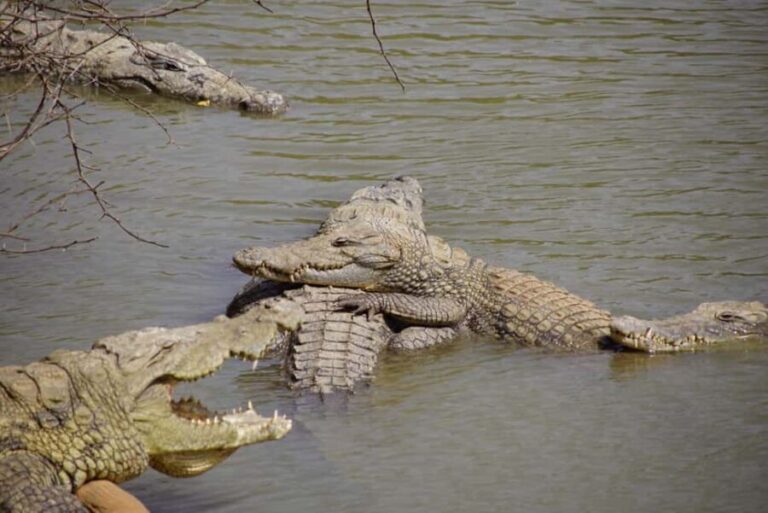 From Dakar: Bandia Park and Somone Lagoon Day Trip - Value and Practical Details