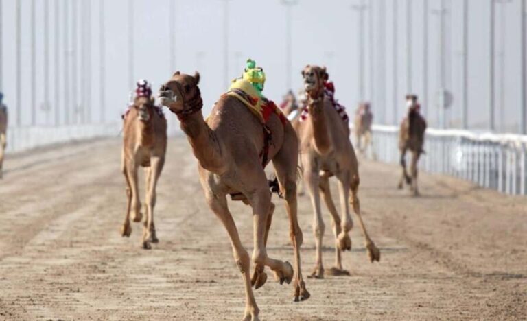 From Doha: Private West Coast and Camel Race Track Tour - Key Points