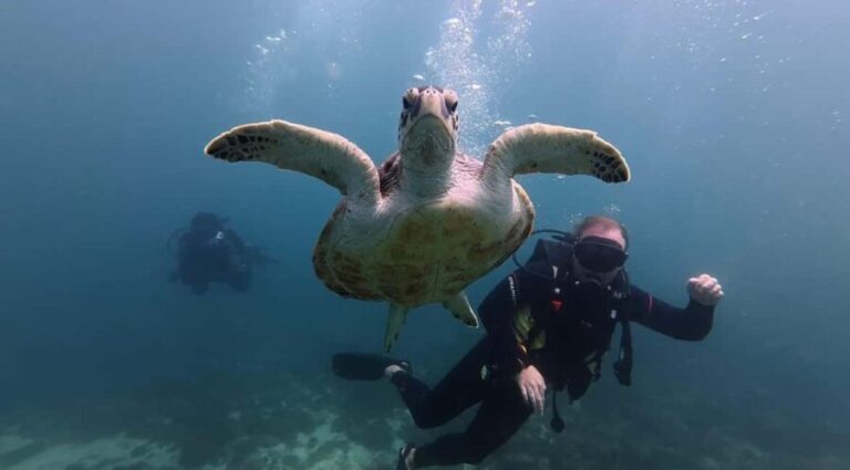 From Dubai: Discovery Scuba Diving & Snorkeling In Fujairah - Key Points