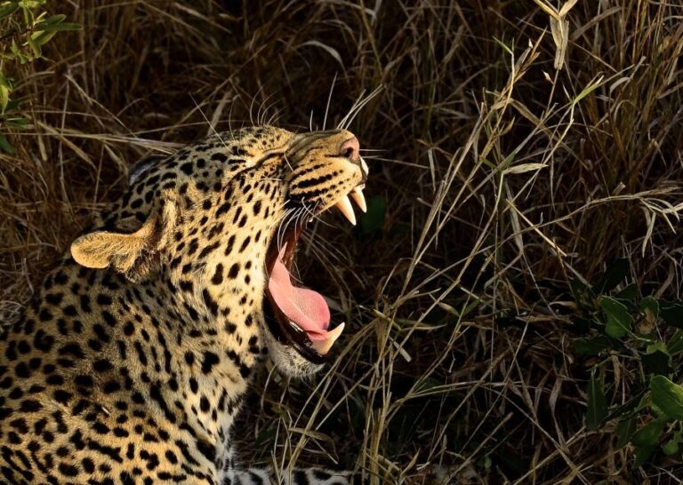 From Durban: Hluhluwe Imfolozi Game Reserve Day Trip - The Authenticty and Cautions